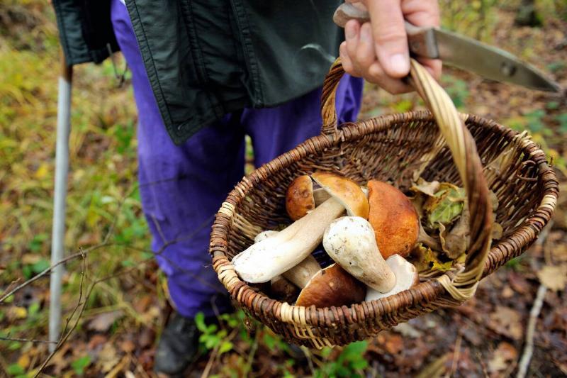 FRANCE-NATURE-MUSHROOMS
