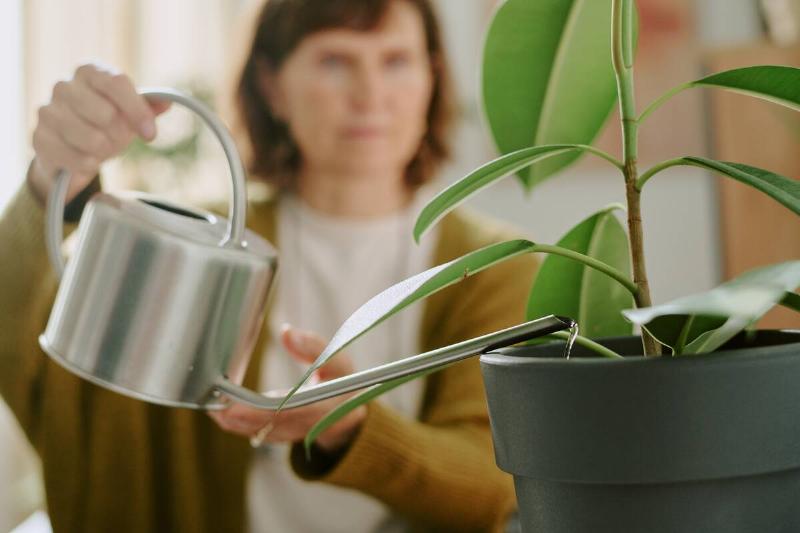 Person watering indoor houseplants using a metal watering can, with focus on plant leaves and can in foreground