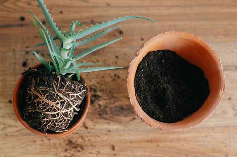 aloe vera with roots in ground repot to bigger clay pot indoors. care of plants. planting succulent on wooden background. gardening concept. repotting plant, flat lay