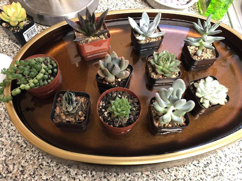 A collection of small succulent plants in a tray of water.