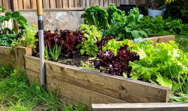 A vegetable garden in a raised bed.