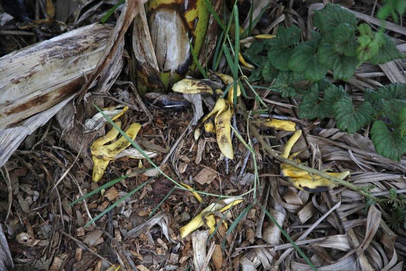 Discarded banana peels are seen at one of Rob Greenfield's homegrown gardens in Orlando, Florida on November 4, 2019.