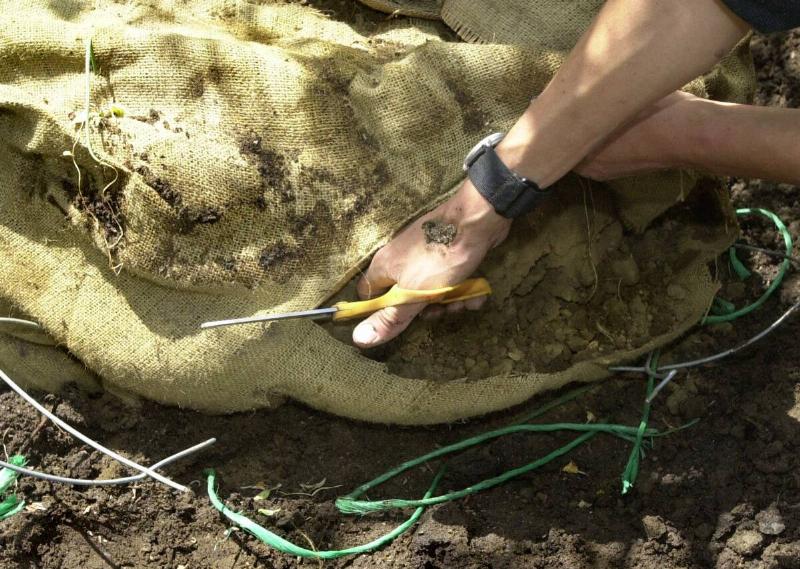 Cutting the basket and nylon cord as well as removing as much of the burlap as possible is very important to the survival of the tree according to Meg Lord, owner of Meg Lord Landscaping.
