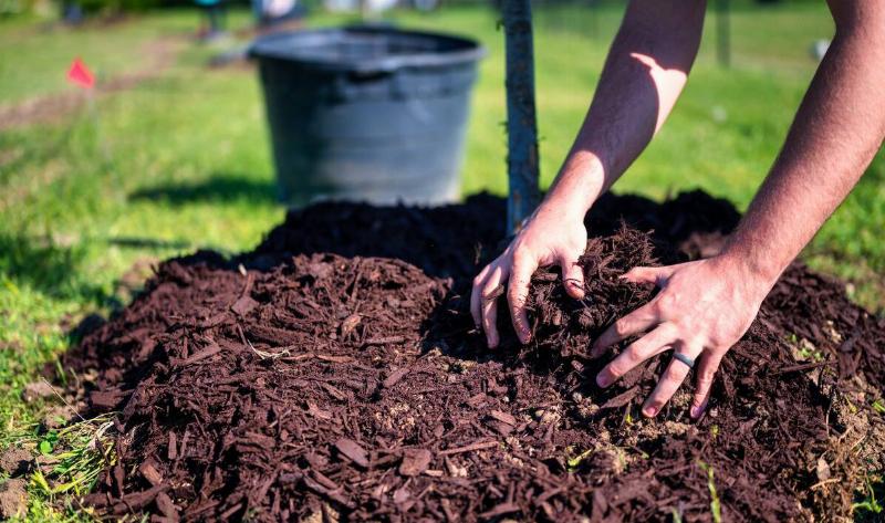 A person mulching the base of a small, young tree.