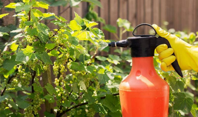 A person using a spray bottle to spray their plants leaves with water.