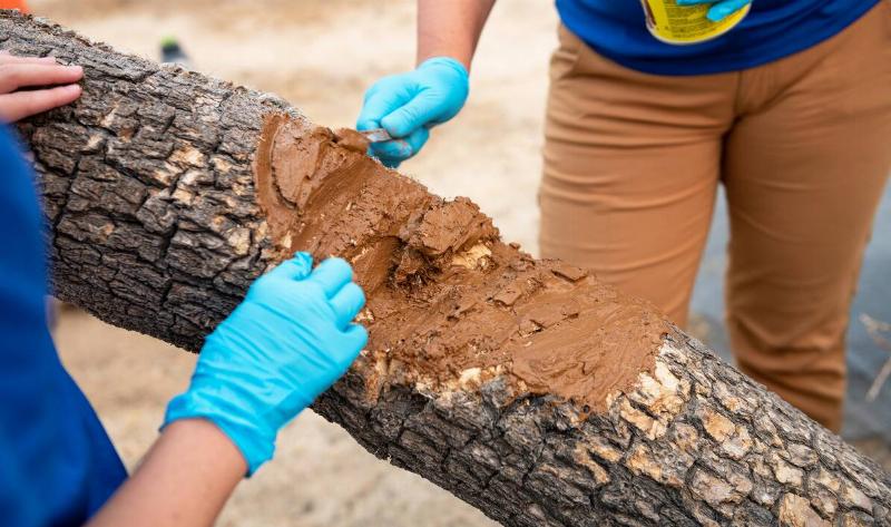 Two women paint brown sealant onto a damaged section of a trunk of a Joshua tree.