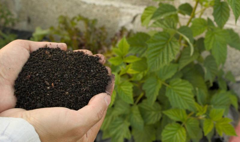 A pair of hands holding some dark soil.
