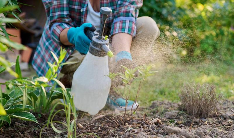 A person kneeling in their garden, spraying a pesticide on a plant.