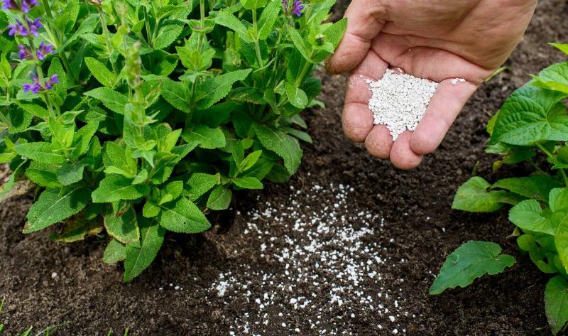 A person sprinkling fertilizer in the soil near their plants.
