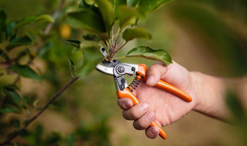 A person snipping a branch with a pair of pruners.