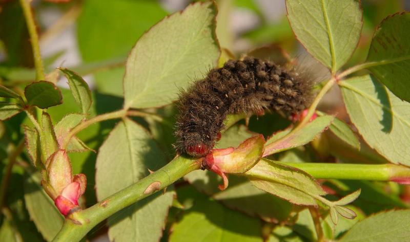 A caterpillar crawling on a plant.