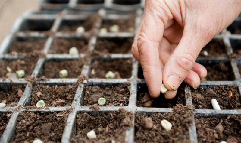 A hand putting seeds into the small squares of a plant tray.