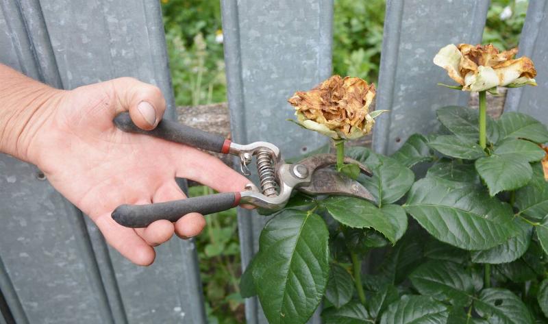A person deadheading a flower with a pair of pruners.