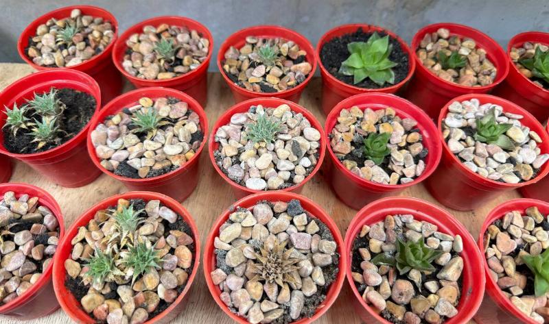 Rows of potted succulents with gravel on the top.