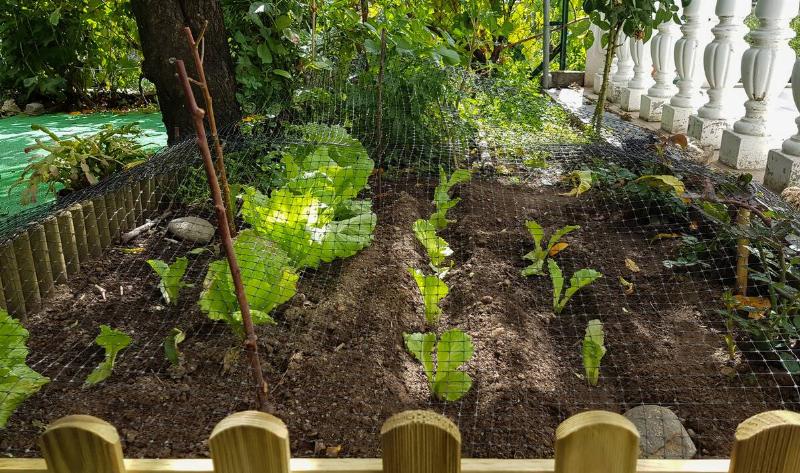 A garden bed in the shade covered by a mesh to keep pests out.