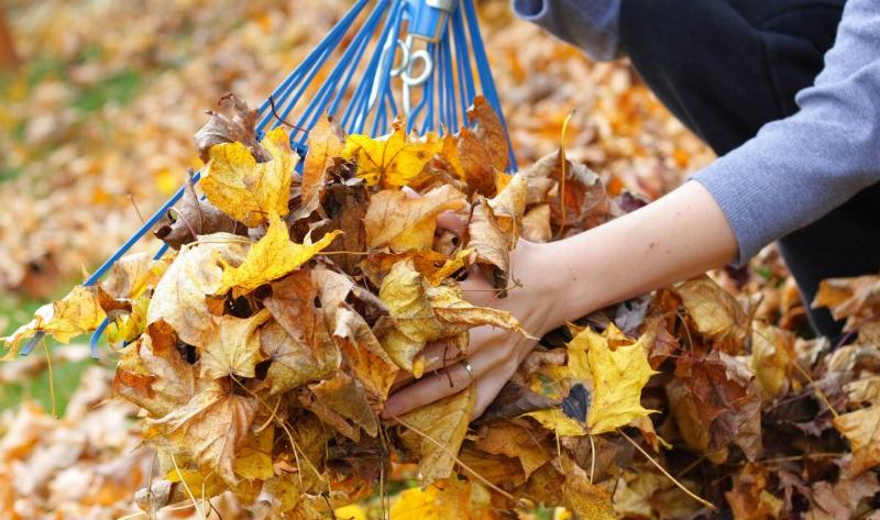 A person using a hand and a rake to pick up leaves.