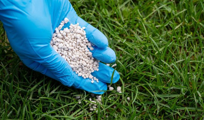 A gloved hand sprinkling fertilizer into grass.