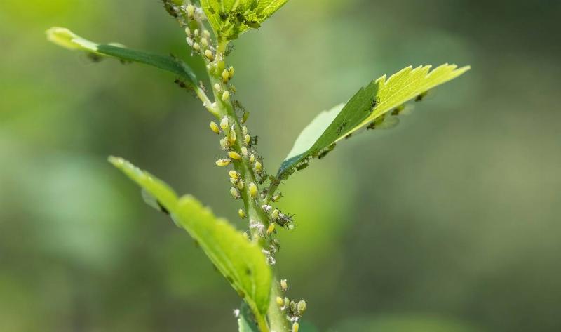 A plant stem crawling with aphids.
