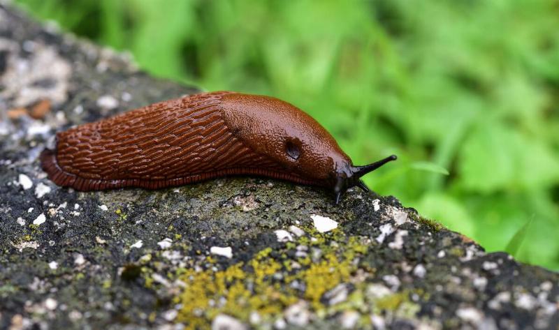 A slug on some pavement.
