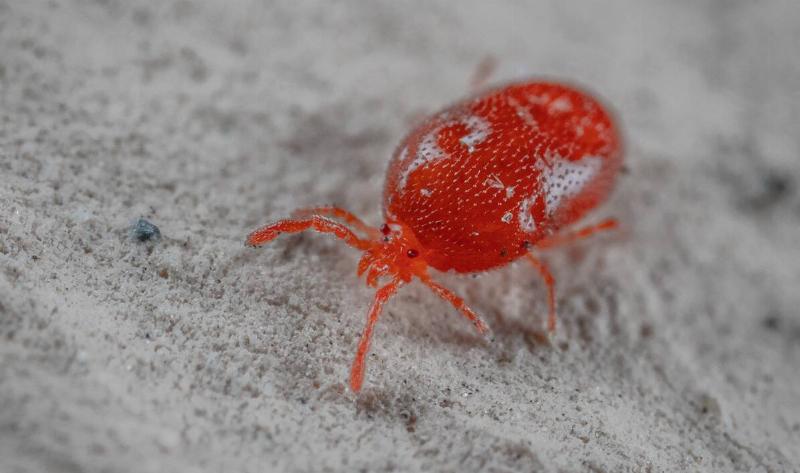 An extreme closeup of a red spider mite.