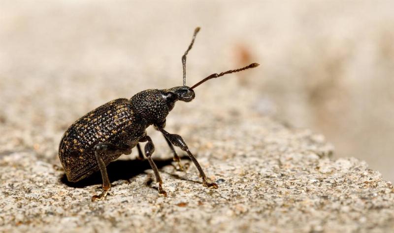 A vine weevil on some pavement.
