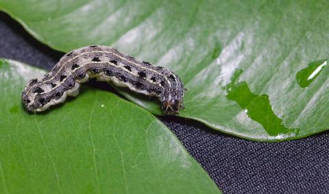 A cutworm on two leaves.