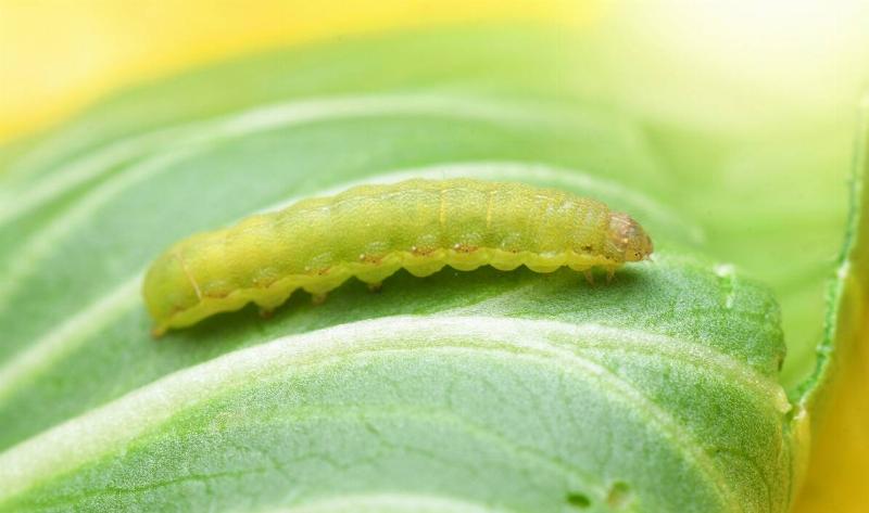 A cabbage worm on a leaf.