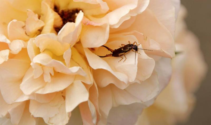 An earwig crawling out of a flower.