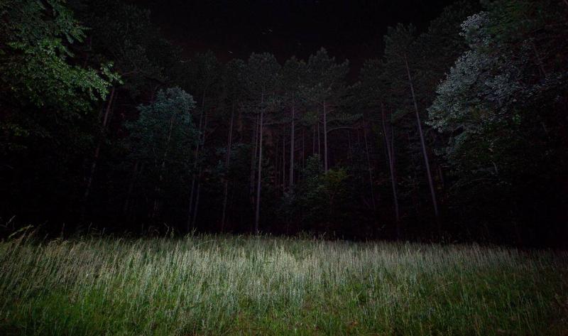 A forest at night, darkness with light only on the grass and tree tops.