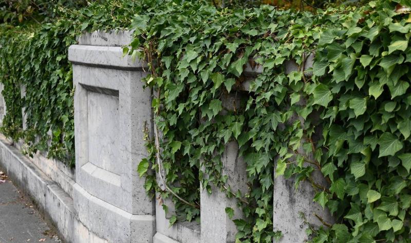 English Ivy growing over a stone fence.