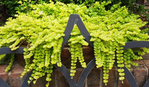 A large creeping Jenny plant growing over a metal fence.