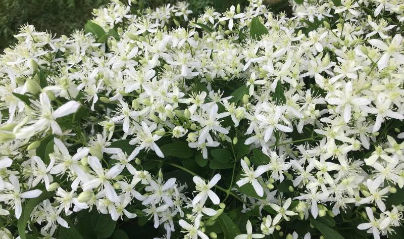 A Sweet Autumn Clematis bush.