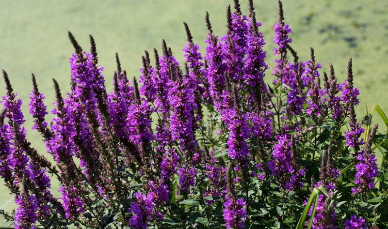 A bundle of purple loosestrife.