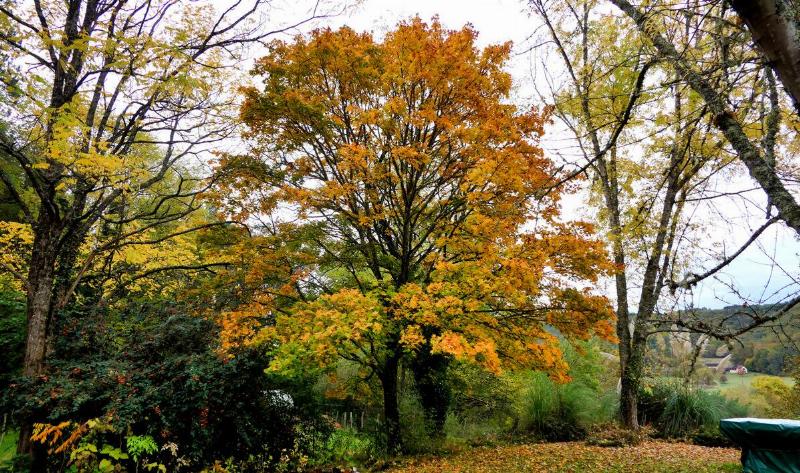 A Norway maple tree in a yard.
