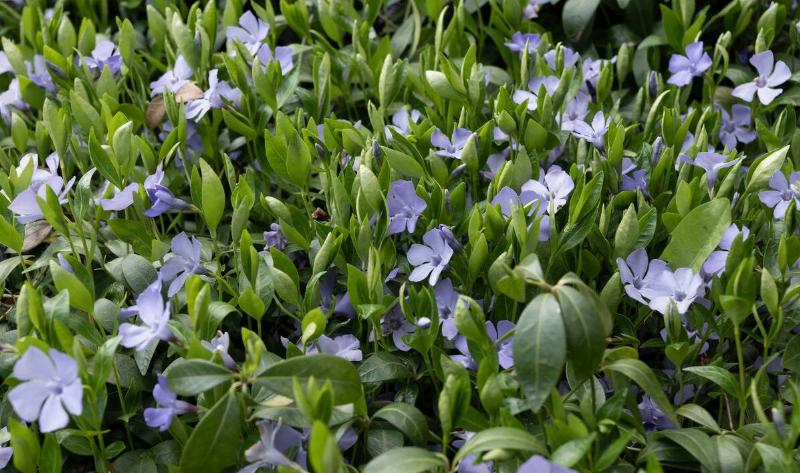 Perriwinkle flowers along the ground.