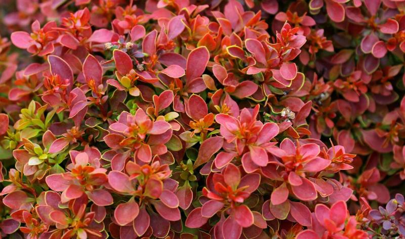 A closeup of a Japanese barberry bush.