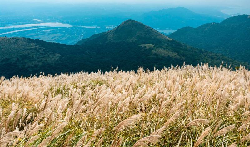 A field of Chinese silver grass.