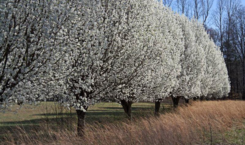 A row of Bradford pear trees.
