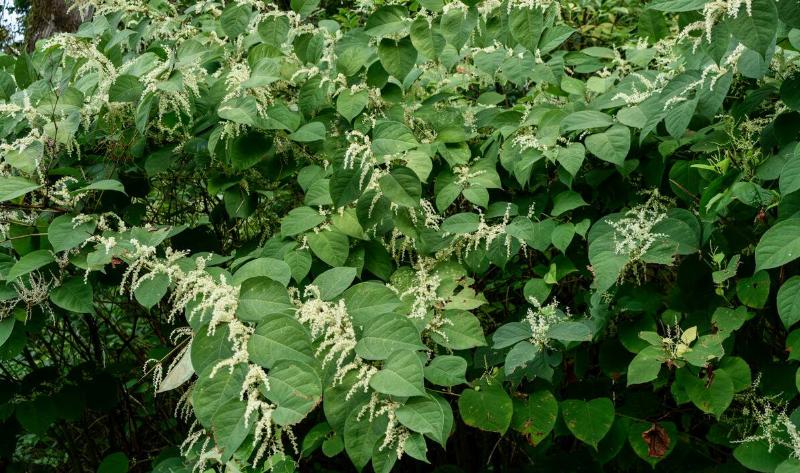 A large Japanese knotweed bush.