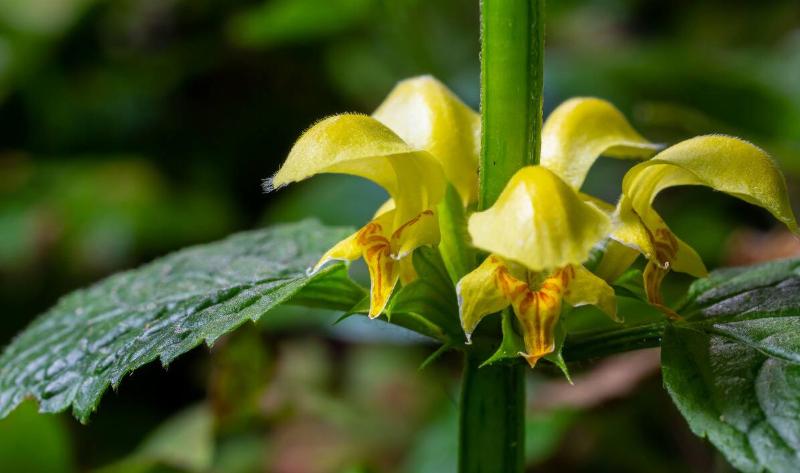 A closeup of a yellow archangel plant.