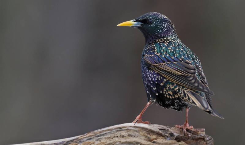 A European starling perched on a branch.