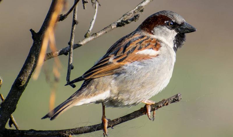 A house sparrow perched on a branch.