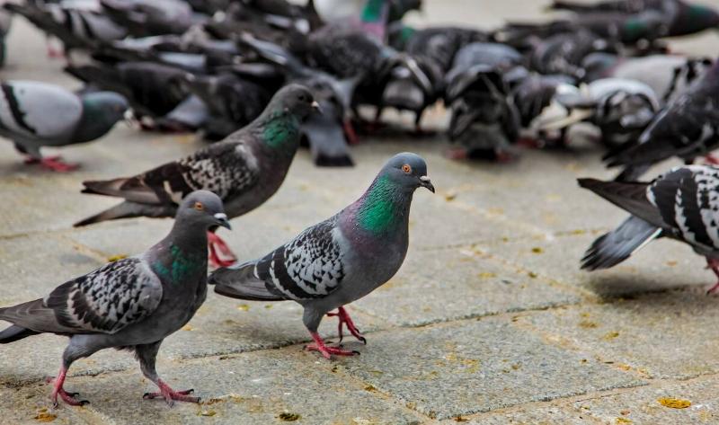 A flock of pigeons on a city sidewalk.