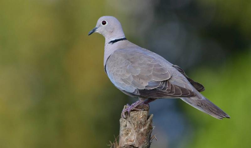 A European Collared Dove perched on a branch.