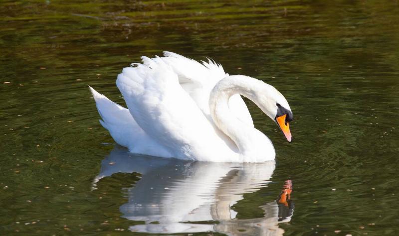 A mute swan in the water, its feathers ruffled up.