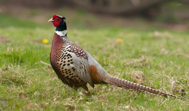 A ring-necked pheasant standing in a field.