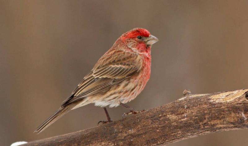 A house finch perched on a branch.
