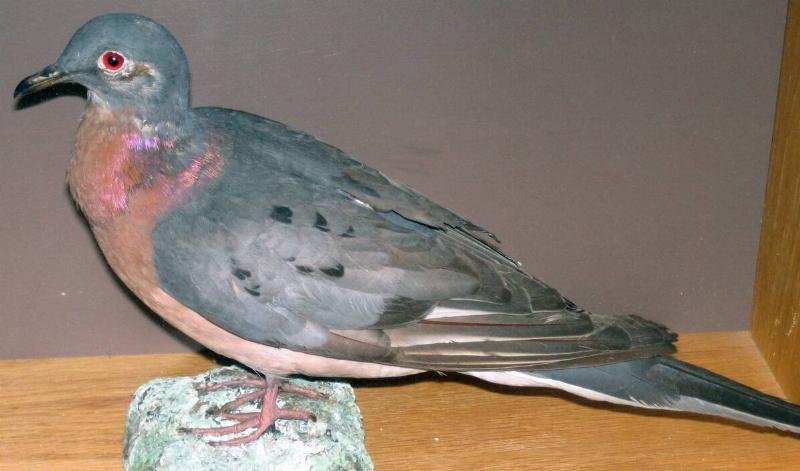 Ectopistes migratorius (Linnaeus, 1766) - passenger pigeon (extinct)  (mount owned by the Louisville Museum, on public display at Falls of the
 Ohio visitor center, Indiana, USA).