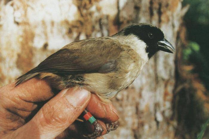 A hand holding a banded black-faced honeycreeper.