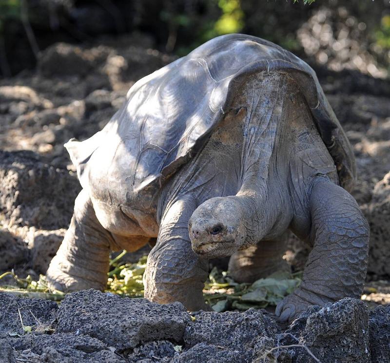 Lonesome George, the last known individual of the Pinta Island Tortoise,  subspecies Geochelone nigra abingdoni, one of the eleven subspecies of 
Galapagos tortoise, is pictured at Galapagos National Park's breeding 
center in Puerto Ayora, Santa Cruz island, Galapagos on March 18, 2009.